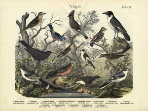 Aves, c.1860 de German School